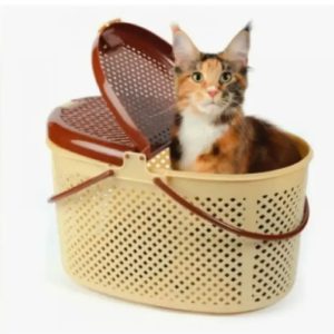 cat carry box bengal